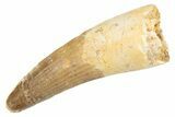 Fossil Spinosaurus Tooth - Real Dinosaur Tooth #305791-1